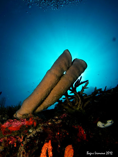 Bunaken Beauty